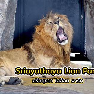 Sriayuthaya Lion Park Ticket